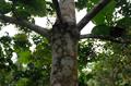 South American sapote